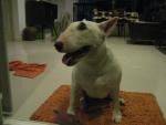 bullterrier's Avatar